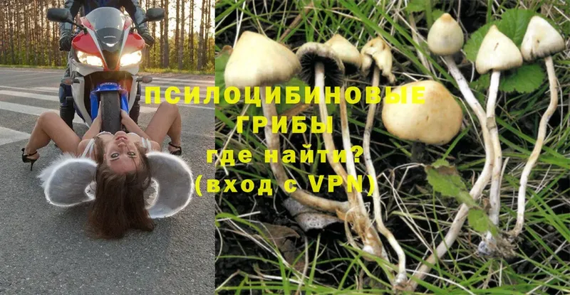 нарко площадка телеграм  Павлово  гидра как войти  Галлюциногенные грибы Magic Shrooms  наркотики 